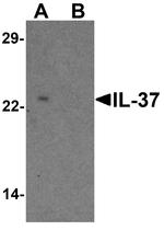 IL-37 Antibody in Western Blot (WB)