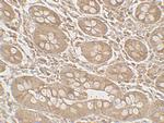 Mist1 Antibody in Immunohistochemistry (Paraffin) (IHC (P))