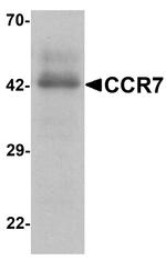 CCR7 Antibody in Western Blot (WB)