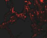 TRPV4 Antibody in Immunohistochemistry (Paraffin) (IHC (P))