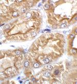 TRPV4 Antibody in Immunohistochemistry (Paraffin) (IHC (P))