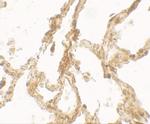 TRPV4 Antibody in Immunohistochemistry (Paraffin) (IHC (P))