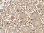 LAMTOR1 Antibody in Immunohistochemistry (Paraffin) (IHC (P))