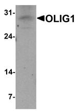 OLIG1 Antibody in Western Blot (WB)