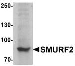 SMURF2 Antibody in Western Blot (WB)