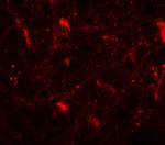 CRF Antibody in Immunohistochemistry (Paraffin) (IHC (P))