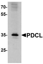 PHLP Antibody in Western Blot (WB)