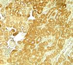 SMURF1 Antibody in Immunohistochemistry (Paraffin) (IHC (P))