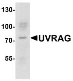 SMURF1 Antibody in Western Blot (WB)