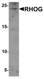 RhoG Antibody in Western Blot (WB)