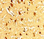 SAMHD1 Antibody in Immunohistochemistry (Paraffin) (IHC (P))