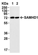 SAMHD1 Antibody in Western Blot (WB)