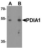 PDI Antibody in Western Blot (WB)