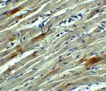 SOX10 Antibody in Immunohistochemistry (Paraffin) (IHC (P))