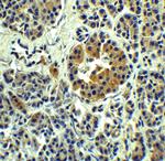 SLC30A8 Antibody in Immunohistochemistry (Paraffin) (IHC (P))