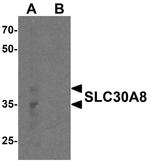 SLC30A8 Antibody in Western Blot (WB)