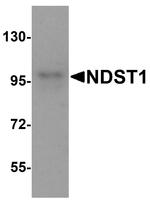 NDST1 Antibody in Western Blot (WB)