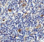 CD86 Antibody in Immunohistochemistry (Paraffin) (IHC (P))