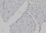 H3K4me3 Antibody in Immunohistochemistry (Paraffin) (IHC (P))