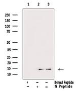 H3K4me3 Antibody in Western Blot (WB)