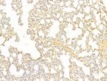 Phospho-AMPK alpha-1,2 (Thr172) Antibody in Immunohistochemistry (Paraffin) (IHC (P))