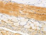 Phospho-AS160 (Ser588) Antibody in Immunohistochemistry (Paraffin) (IHC (P))