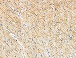 Phospho-AS160 (Ser588) Antibody in Immunohistochemistry (Paraffin) (IHC (P))