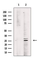 Phospho-Caspase 8 (Tyr380) Antibody in Western Blot (WB)