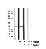 Phospho-CDK4 (Thr172) Antibody in Western Blot (WB)