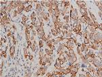 Phospho-Cytokeratin 8 (Ser432) Antibody in Immunohistochemistry (Paraffin) (IHC (P))