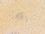 Phospho-EPRS (Ser886) Antibody in Immunohistochemistry (Paraffin) (IHC (P))