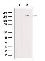 Phospho-EPRS (Ser886) Antibody in Western Blot (WB)