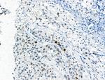 Phospho-EZH2 (Thr345) Antibody in Immunohistochemistry (Paraffin) (IHC (P))