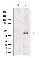 Phospho-GAP43 (Ser41) Antibody in Western Blot (WB)