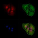 Phospho-GSK3B (Thr390) Antibody in Immunocytochemistry (ICC/IF)