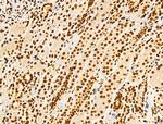 Phospho-GSK3B (Thr390) Antibody in Immunohistochemistry (Paraffin) (IHC (P))