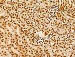 Phospho-GSK3B (Thr390) Antibody in Immunohistochemistry (Paraffin) (IHC (P))