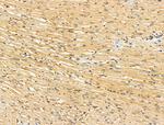 Phospho-GSK3B (Thr390) Antibody in Immunohistochemistry (Paraffin) (IHC (P))