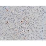 Phospho-Histone H2A.X (Ser140) Antibody in Immunohistochemistry (Paraffin) (IHC (P))