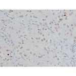 Phospho-Histone H2A.X (Ser140) Antibody in Immunohistochemistry (Paraffin) (IHC (P))