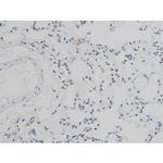 Phospho-Histone H2A.X (Ser140) Antibody in Immunohistochemistry (Paraffin) (IHC (P))