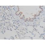 Phospho-Histone H2A.X (Ser140) Antibody in Immunohistochemistry (Paraffin) (IHC (P))