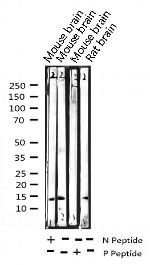 Phospho-Histone H2A.X (Ser140) Antibody in Western Blot (WB)