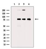 Phospho-HSF1 (Ser303) Antibody in Western Blot (WB)