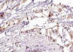 Phospho-HSF1 (Ser303) Antibody in Immunohistochemistry (Paraffin) (IHC (P))