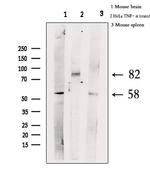 Phospho-HSF1 (Ser303) Antibody in Western Blot (WB)