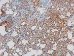 Phospho-Huntingtin (Ser419) Antibody in Immunohistochemistry (Paraffin) (IHC (P))