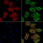 Phospho-Aconitase 1 (Ser711) Antibody in Immunocytochemistry (ICC/IF)