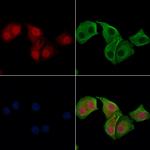 Phospho-IRF7 (Ser471, Ser472) Antibody in Immunocytochemistry (ICC/IF)