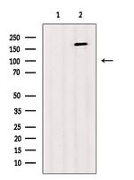 Phospho-IRS1 (Tyr989) Antibody in Western Blot (WB)